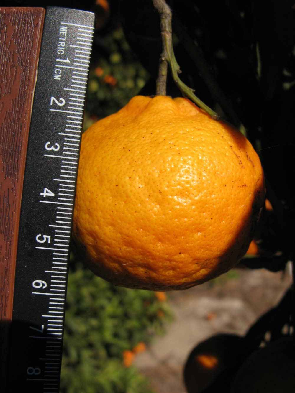              Fruit (Winter Haven, FL)       